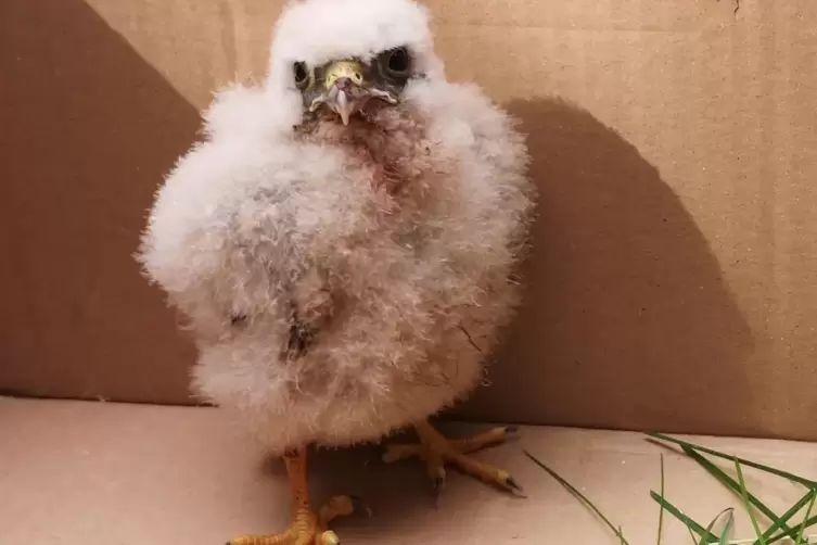 Der unfreiwillig nestflüchtige Nachwuchs im „Umzugskarton“ auf dem Weg zur Greifvogelstation in Haßloch. 