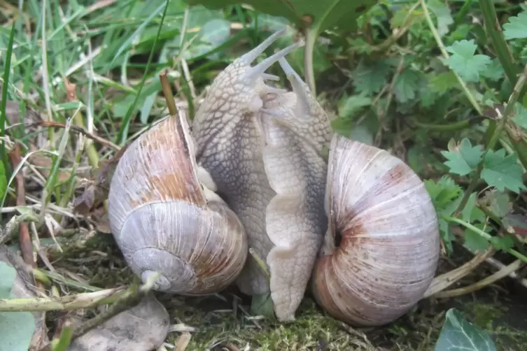 Da haben sich zwei Schneckchen gefunden.