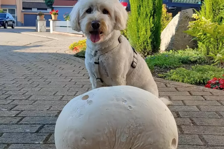 Ein Riesending: der gefundene Bovist, hier zusammen mit Muggel, dem Hund von Nicole Kochner-Müller. 