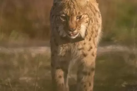 Erstaunlich lange bemerkte der aus der Schweiz in den Pfälzerwald umgesiedelte Luchs „Libre“ seinen Beobachter nicht: Der Pirmas