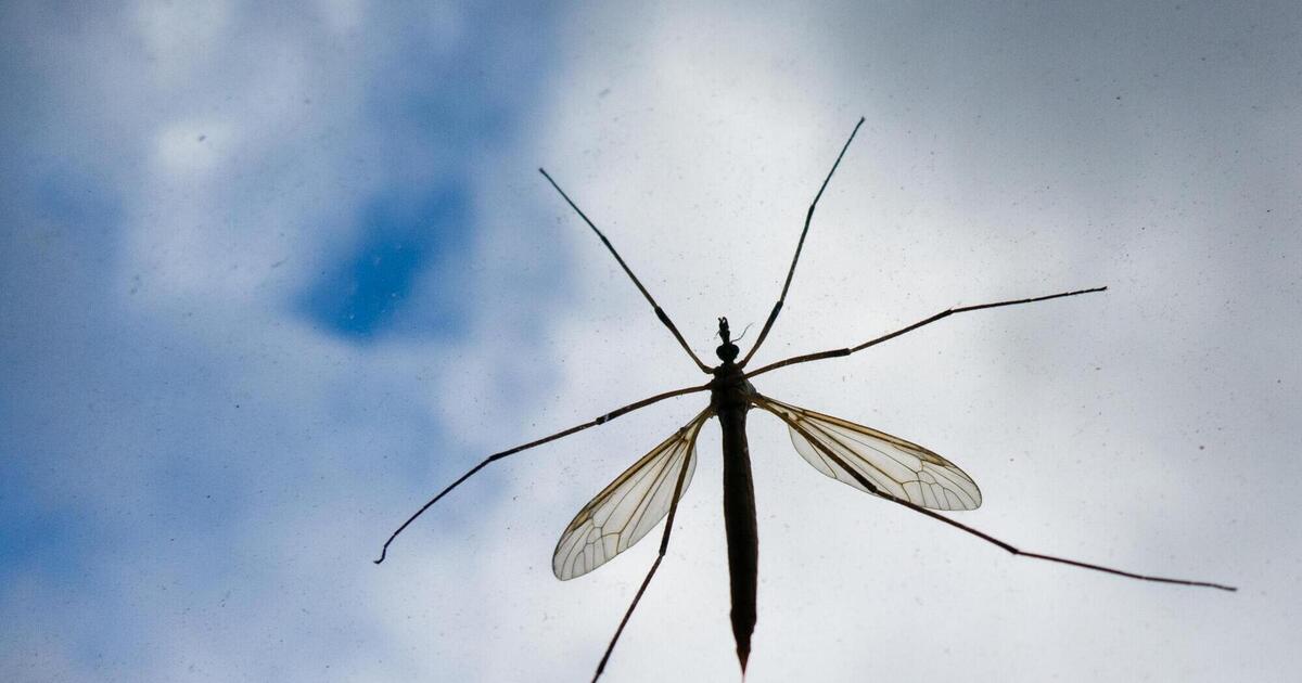 Was Hilft Gegen Schnaken Im Garten