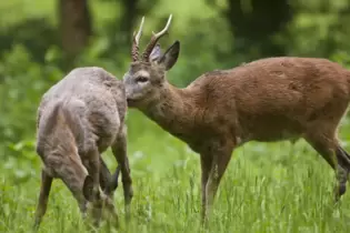 Anpirschen: Ein Rehbock wirbt um eine Ricke.