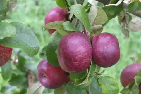 Ein prächtiger Anblick: der Purpurrote Zwiebelapfel.