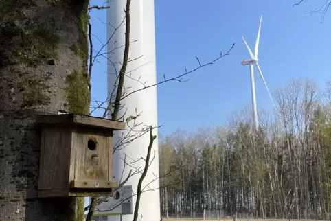 Windkraftanlagen im Stausteinerwald bei Kröppen. 