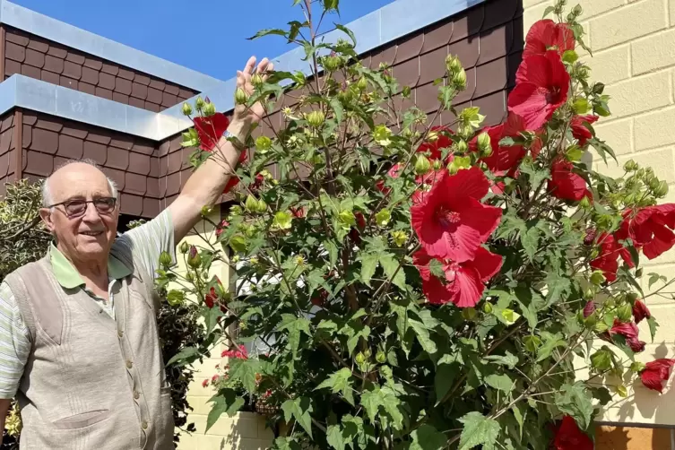 Freut sich über seinen prächtig blühenden Hibiskus: Heinz Piechotta aus Speyer. 