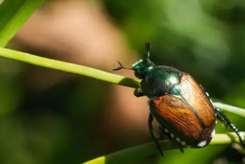 Sieht ein wenig aus wie eine Mischung aus Mai- und Rosenkäfer: der gefürchtete Japankäfer.