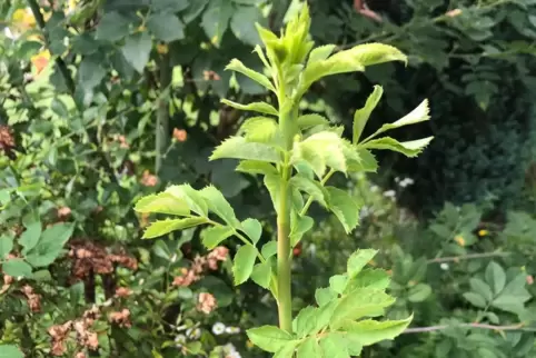 Wildtriebe bei Rosen sollte man sofort entfernen, rät die Expertin. 