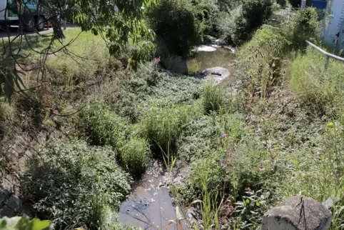 Die üppige Vegetation am Hainbach bereitet den Anwohnern große Sorgen.