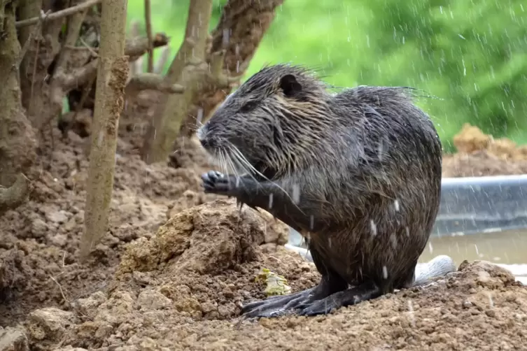 Eine Nutria.