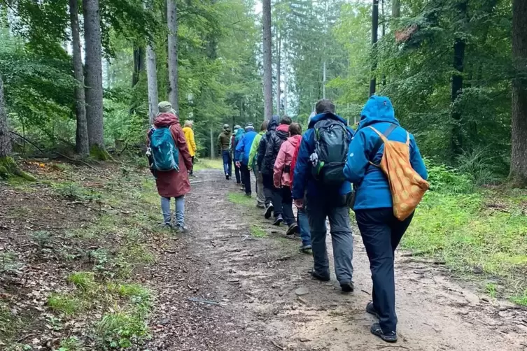 Schritt für Schritt im Gänsemarsch durch den Wald: Willkommen beim Waldbaden.