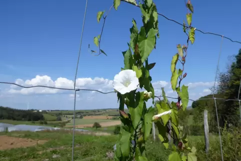 „Offenes Land“: Wiesen, Weiden, Äcker, Gemüsefelder und der Himmel über Lothringen.