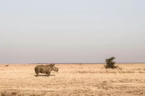Hornlos, aber vor dem Tod durch Wilderer geschützt: ein Nashorn auf der Buffalo-Dream-Farm.