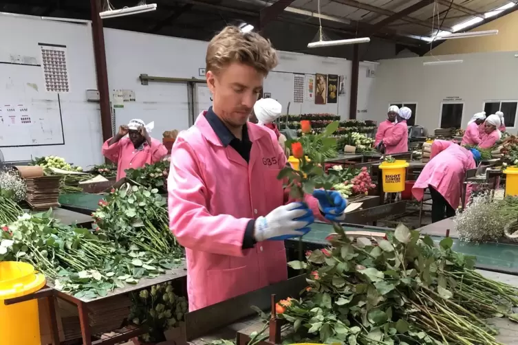 Jan Stremmel bei der Arbeit auf einer Blumenfarm am kenianischen Naivashasee. Wenn bei uns der Valentinstag vor der Tür steht, m