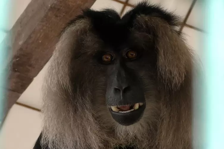 Ein Artgenosse des Affen im Tierpark in Rockenhausen.