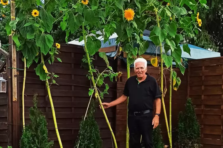 Neben seinen Sonnenblumen: Helmut Flickinger. 