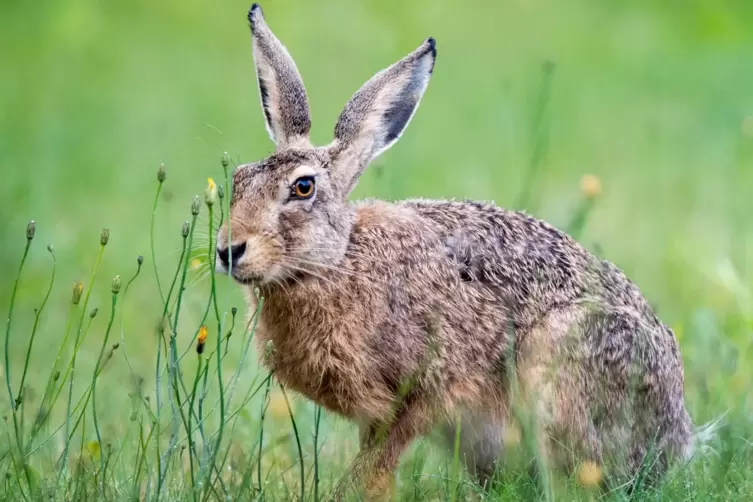 Wenn sich ein Feldhase mit Hasenpest infiziert – was allerdings nicht allzu häufig vorkommt –, stirbt er innerhalb von zwei Woch