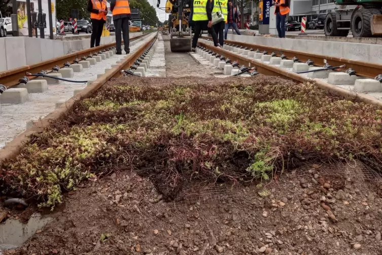 Hitzebeständig: die neue Gleis-Bepflanzung.