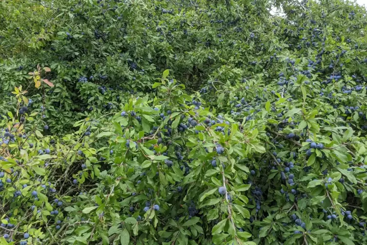 Schlehen können im Garten sehr viel Raum einnehmen.