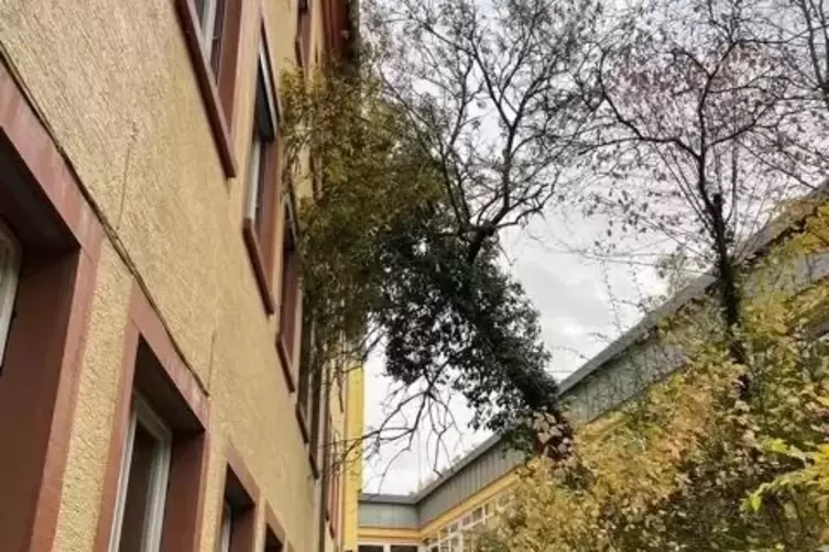 Der durch „Ignatz“ auf das Schulgebäude gestürzte Baum. 