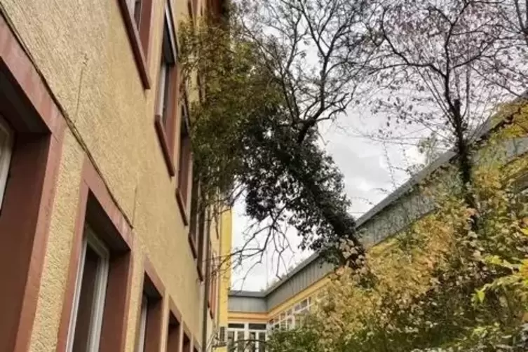 Ein Baum wurde auf das Winnweilerer Gymnasium geweht. 