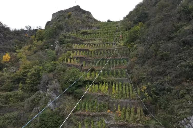 Mehrere Tonnen Rieslingtrauben transportierten die Höhenretter über zwei Seilbahnen ins Tal. 