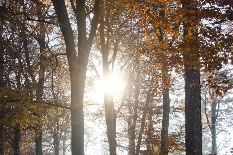 Am Donnerstag und Freitag kann sich die Sonne noch häufiger gegen den Nebel durchsetzen. Dann nehmen Wolken und Regen zu. 