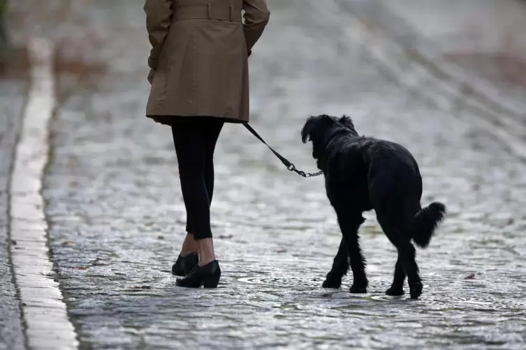 Thema im Rat: In Weilerbach wurde auch über die Hundesteuer diskutiert. 