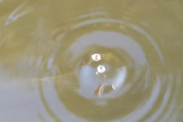 Alles rund um's Wasser gibt es im Pfalzmuseum für Naturkunde in Bad Dürkheim. 