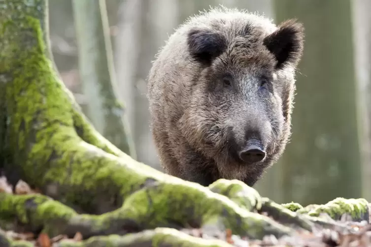 Wildschweine werden im eigenen Lebensraum bedrängt. 