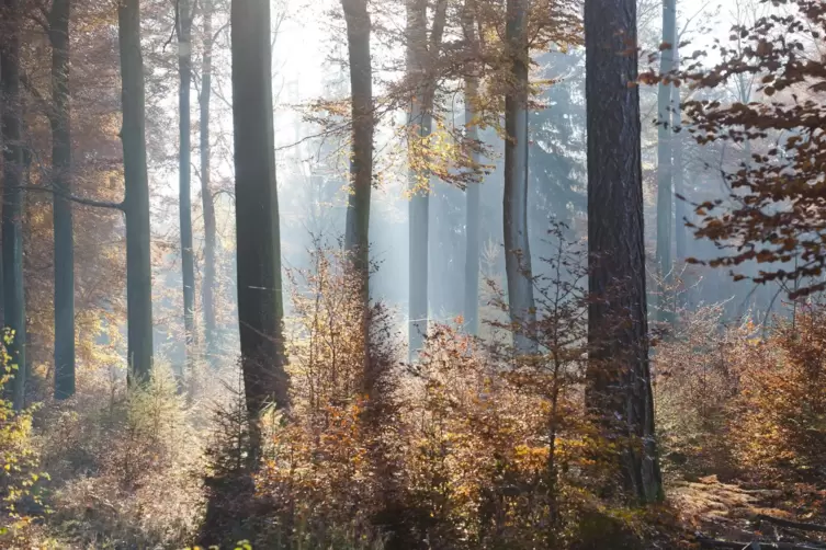 In den kommenden Tagen dominiert ruhiges Herbstwetter.