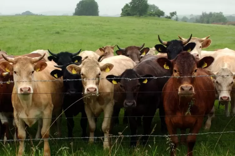 Ein Landwirt aus der Verbandsgemeinde Thaleischweiler-Wallhalben musste seine Rinder und seine Kaninchen abgeben. 