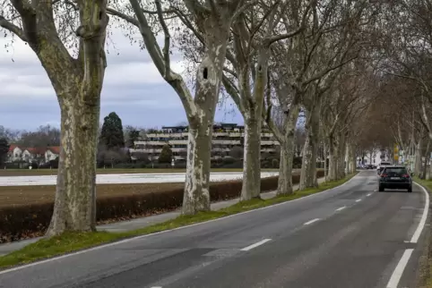 Als „geschützter Landschaftsbestandteil“ ausgewiesen: die Flomersheimer Allee.