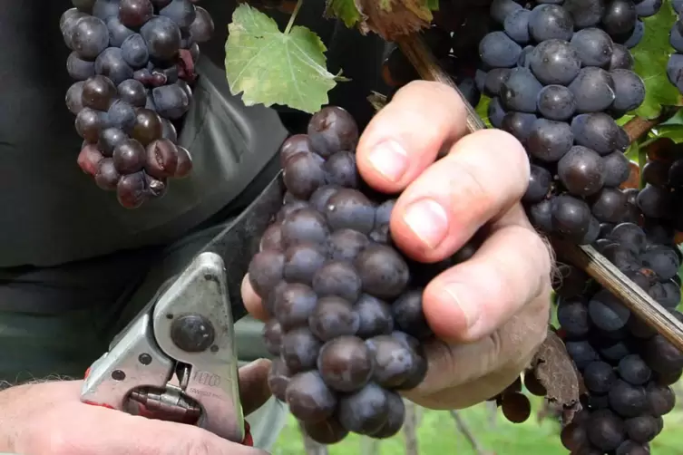 Im Speyerer Weinberg: Ruländer-Reben.