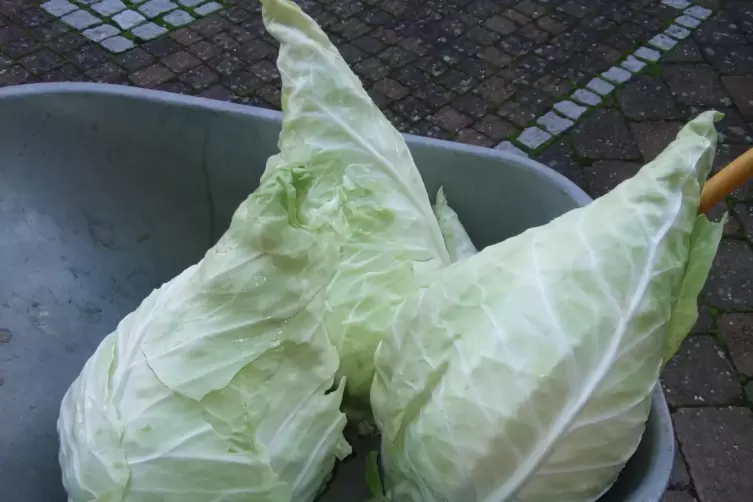 2. Platz in der Kategorie „Superlativ“: der 6,7 Kilogramm schwere Spitzkohl von Roswitha Birkle aus Harthausen. 