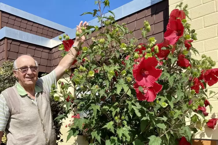 Sieger in der Kategorie „Exotisch“: Heinz Piechotta aus Speyer mit seinem 2,80 Meter hohen Hibiskusstrauch. 