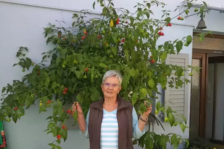 2. Platz in der Kategorie „Exotisch“: die fast drei Meter hohe Chili-Pflanze von Heidemarie Groß aus Dudenhofen. 