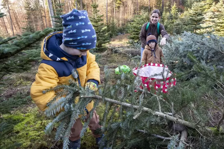  Jonathan (links) und Johannes schneiden mit Mutter Annika Fleder Tannenzweige für einen Adventskranz ab. 