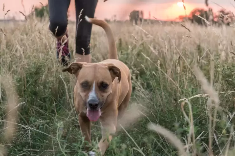 Risiko hohes Gras: Dort sitzen die Zecken an den Halmen und warten nur darauf, dass sie von Hund, Katze oder Mensch abgestreift 