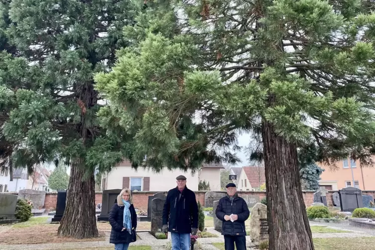 Unter den Mammutbäumen auf dem Otterstadter Friedhof: Jutta Frank, Eckhard Sans und Otto Berthold (von links).