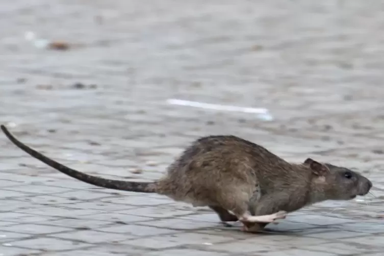 Bürgerin ist überzeugt, dass die Ratten in ihrem Haus vom Müll in der Nachbarschaft angelockt werden.