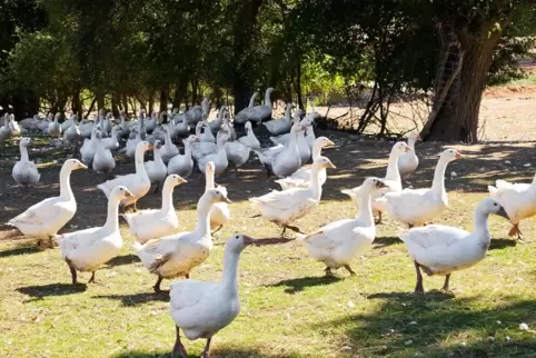 Gänse sind Tiere mit viel Selbstbewusstsein.