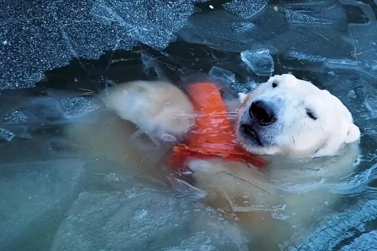 Hilfe, der Eisbär ertrinkt: Szene aus dem Science-Fiction-Eröffnungsfilm „Everything Will Change“, in dem Wim Wenders mitspielt.