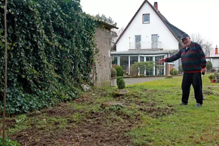 Günther Schmitt zeigt eine von vielen Stellen auf seinem großen Gartengrundstück, das die Wildschweine „bearbeitet“ haben. 