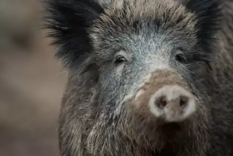 Ein Wildschwein hat in den frühen Morgenstunden in Kirn (Kreis Bad Kreuznach) in Mülltonnen nach Futter gesucht und dadurch Anwo