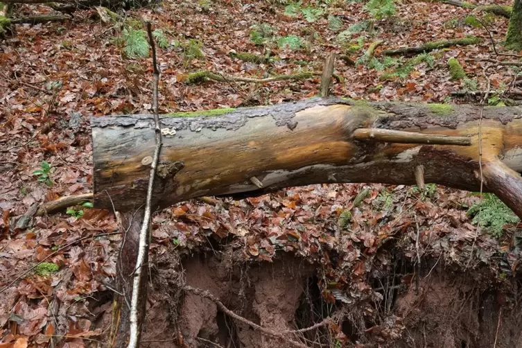 In dem unwegsamen Gelände zwischen Adolf-Ludwig-Ring und Spesbach ist die schadhafte Wasserleitung nur schwer zu erreichen. 