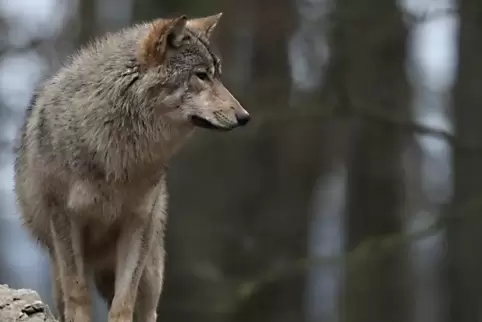 Im Nationalpark Hunsrück-Hochwald suchen Biologen mit Fotofallen nach Wölfen. 