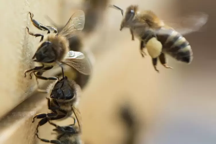 Bienen: Die im Schutz der Insekten engagierte Initiative hat 2021 in Speyer von Stiftungsmitteln profitiert.