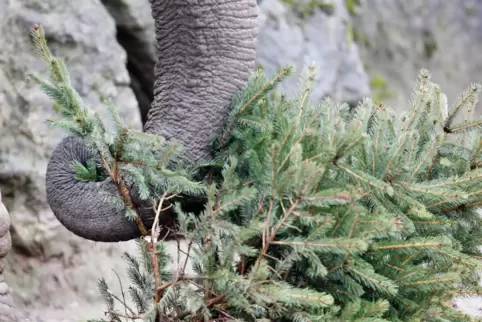 Im Duisburger Zoo verputzt die Elefantendame Daisy Christbäume.