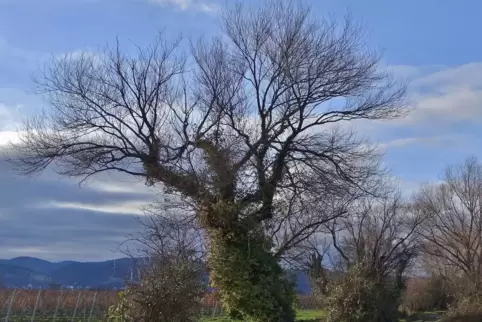 Bei Tag sehen Weiden wie diese hier bei Friedelsheim ja irgendwie pittoresk aus – man stelle sich die gleiche Szene jedoch mal b