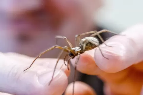 Spinnen sind nicht jedermanns Sache. Am Montagmittag sorgte ein Achtbeiner gar für einen Feuerwehreinsatz. 